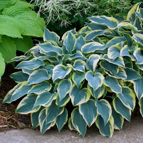 buy first frost hosta plant online