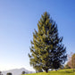 norway spruce tree for sale