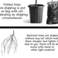 Buy "Tardiva" Hydrangea Online | Late Blooming Live Hydrangea Plant