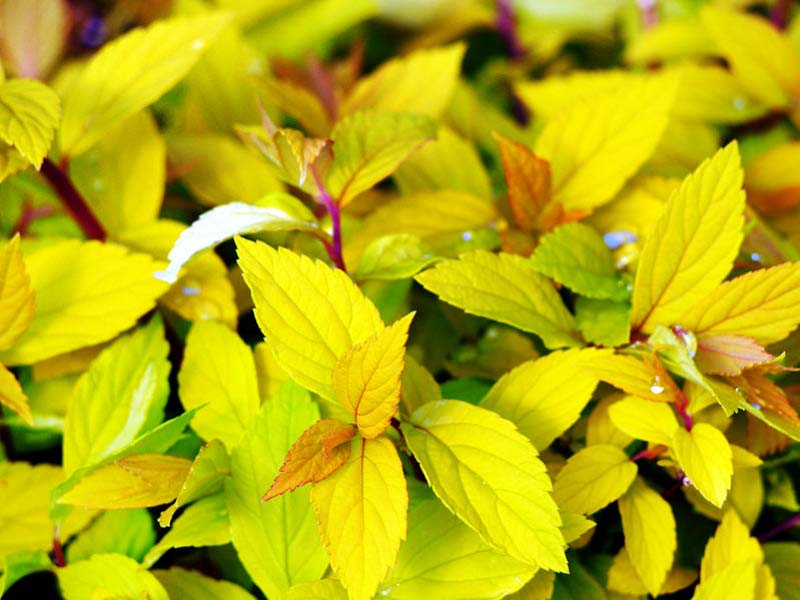 Buy Gold Mound Spirea | Purchase Spiraea japonica Online