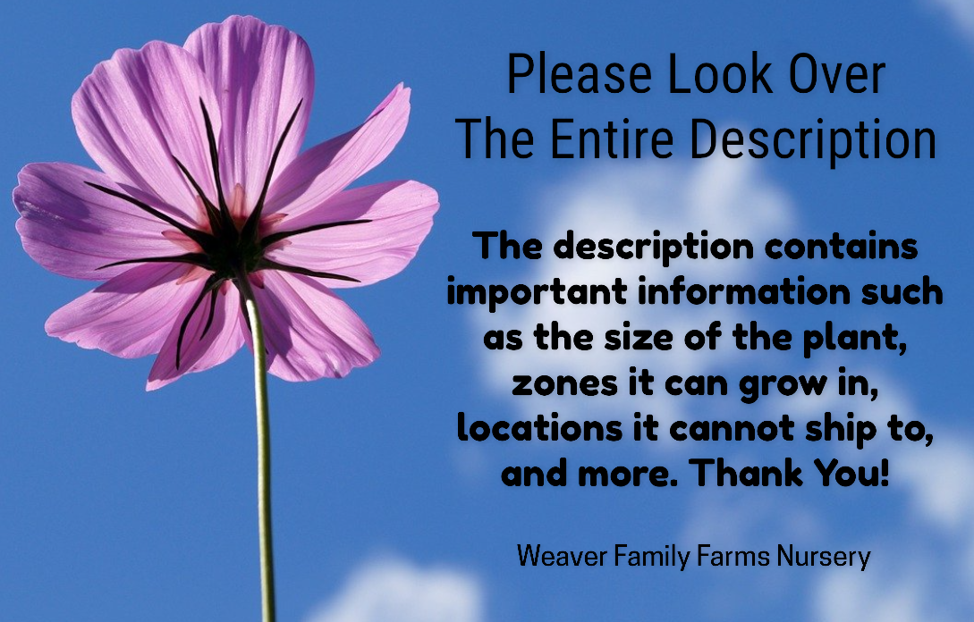 Weigela “Variegated” - Weaver Family Farms Nursery