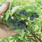 Honeyberry "Aurora" Haskap - Weaver Family Farms Nursery