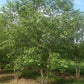 River Birch Tree For Sale | Buy Live "Betula Nigra" River Birch Online