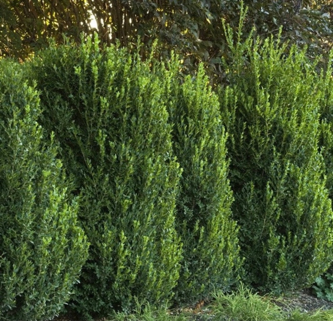 Green Mountain Boxwood | Buy Buxus x 'Green Mountain' Plant Online