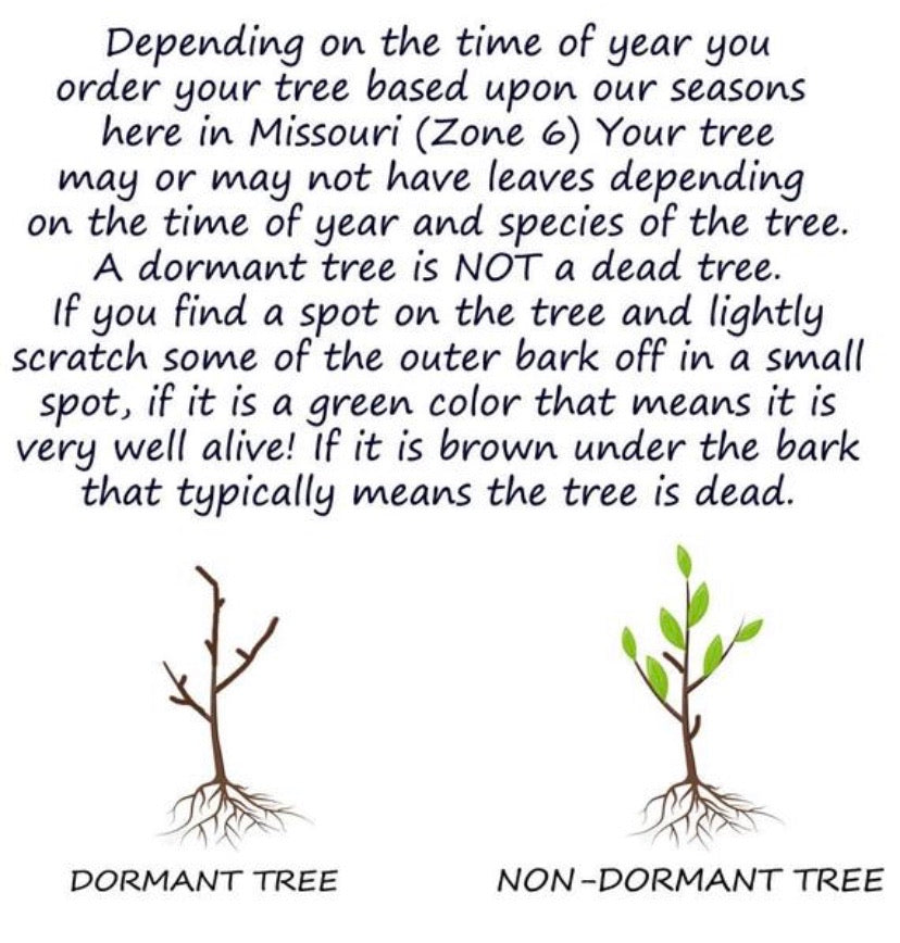 Hackberry Tree For Sale | Buy Live Celtis Occidentalis Tree Online