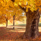Sugar Maple Tree For Sale | Buy Live "Acer Saccharum" Tree Online