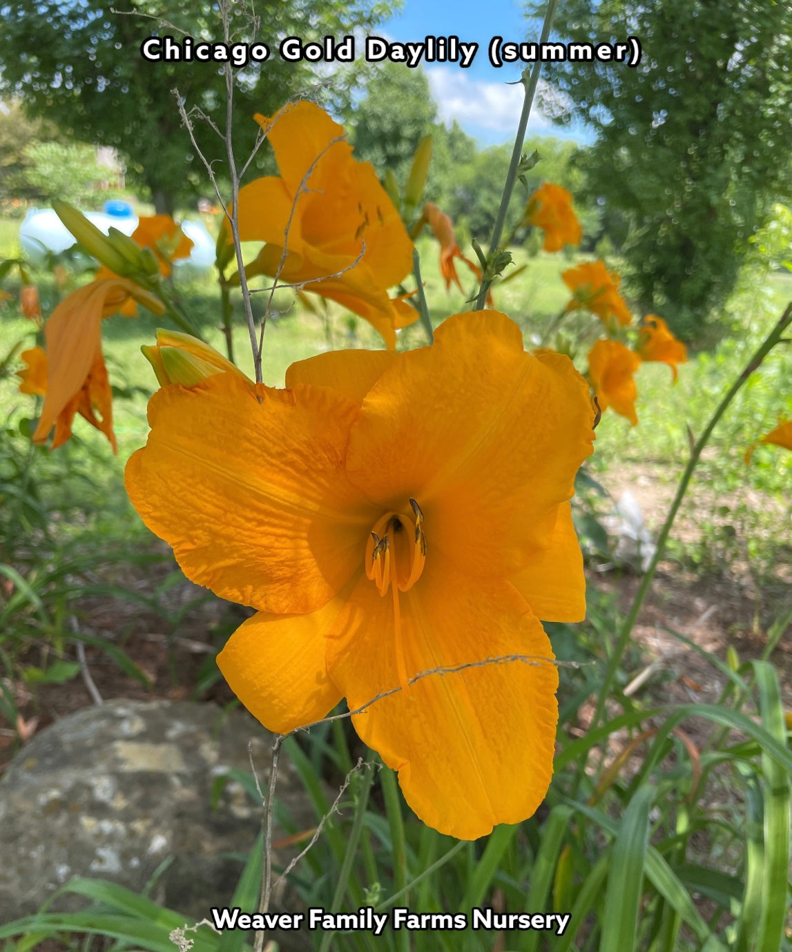 Daylily “Chicago Gold” | Long Bloom Time Day Hemerocallis Flower