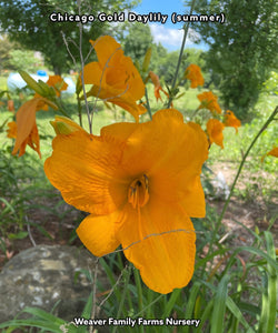 Daylily 'Chicago Gold'