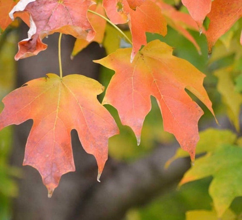 Sugar Maple Tree For Sale | Buy Live "Acer Saccharum" Tree Online