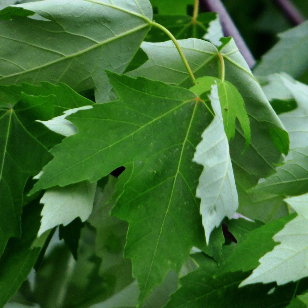 Close-up of Silver Leaf Maple Tree leaves