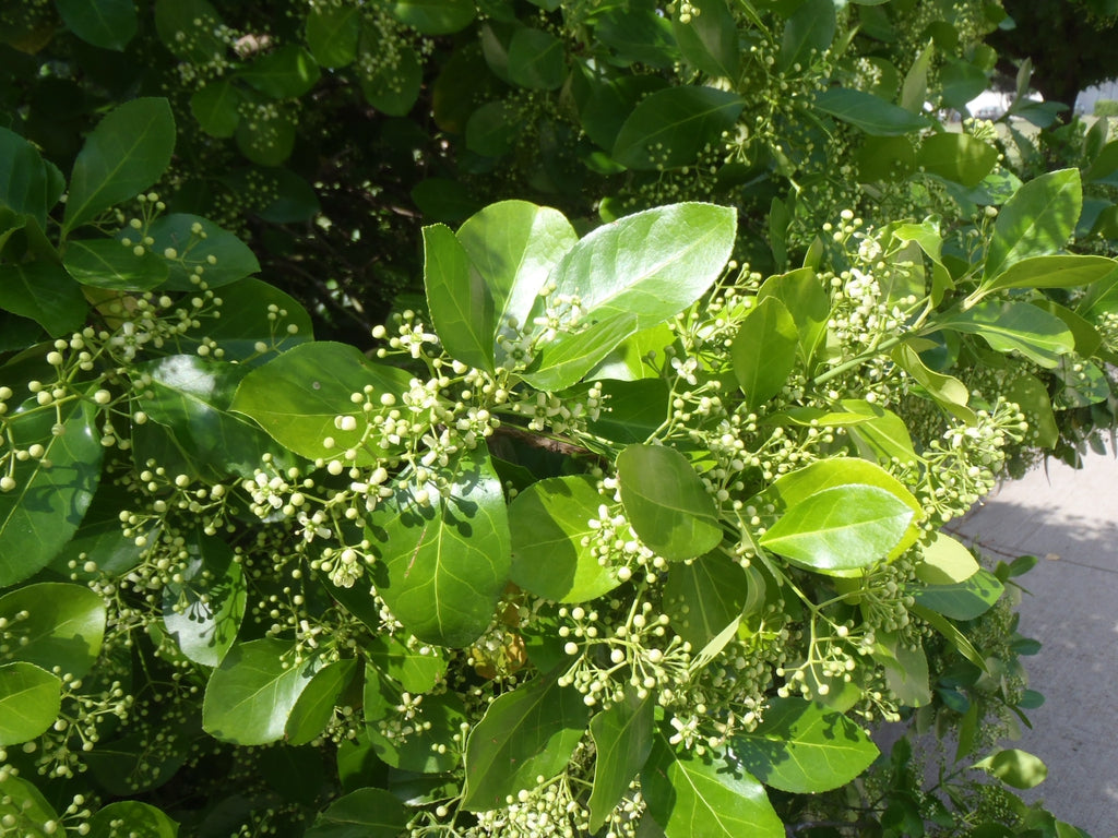 Manhattan Euonymus for sale, privacy hedge.
