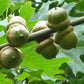 pin oak tree acorns 