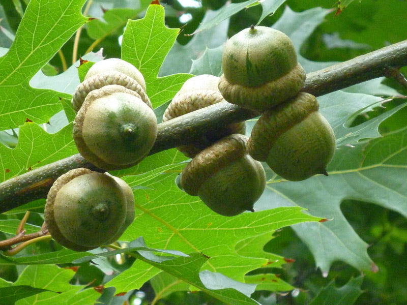 pin oak tree acorns 