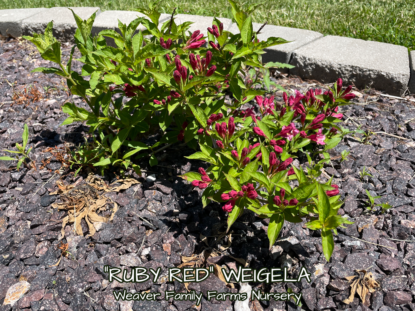 Weigela “Ruby Red” - Weaver Family Farms Nursery