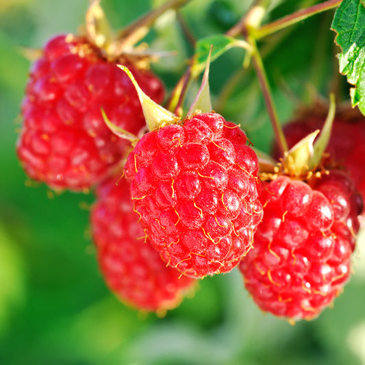 Raspberry Plant “Thornless English”
