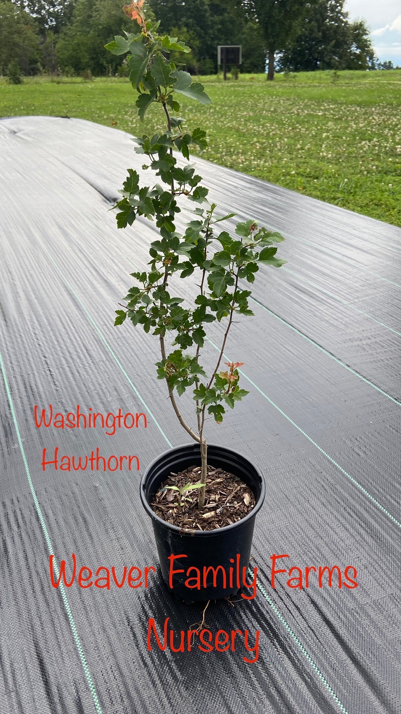 hawthorn berry plant for sale Washington Hawthorn Tree
