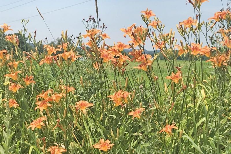 Orange Original Daylily Plant | Buy Hemerocallis Fulva Ditch Lily