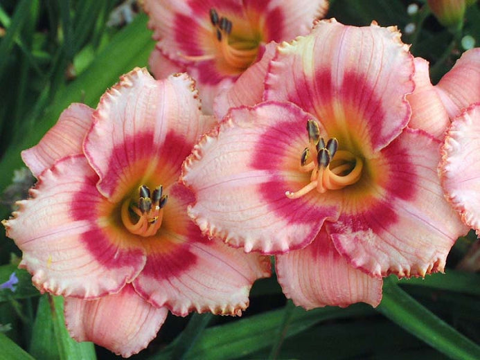 "Strawberry Candy" Daylily | Reblooming Dual-Tone Pink Color Daylily 