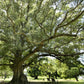 cheap oak trees buy online