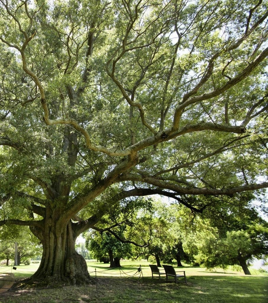 cheap oak trees buy online