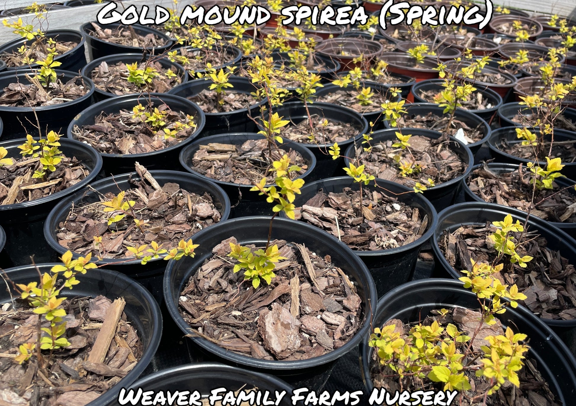 gold mound spirea for sale quart pots