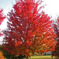 Fast-growing Silver Leaf Maple Tree available