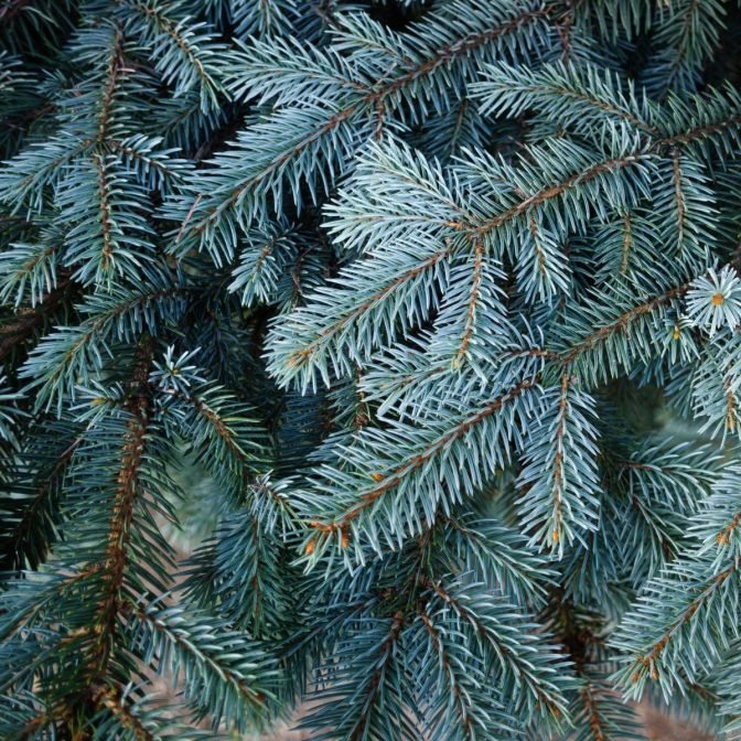 Colorado Spruce Tree For Sale | Buy Picea Pungens Live Plant Online