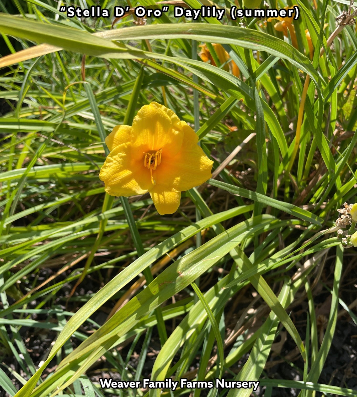 Stella D'Oro Daylily in Full Bloom