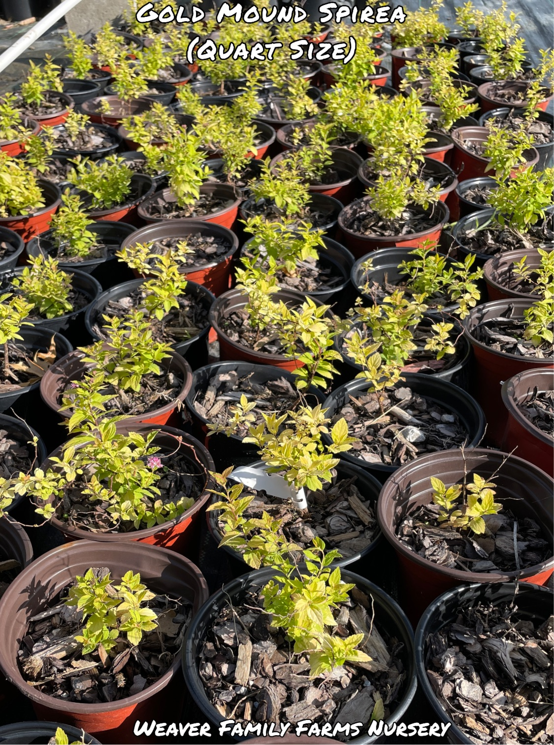 Spirea “Gold Mound” - Weaver Family Farms Nursery