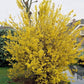 Forsythia Plant For Sale | Buy Golden Bell Lynwood Forsythia Plants