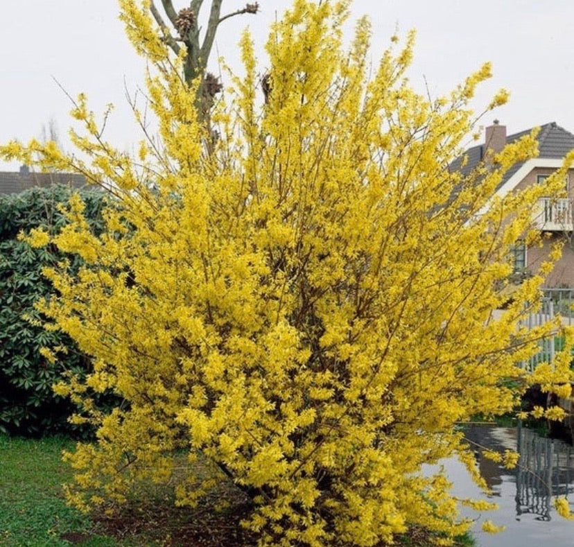 Forsythia Plant For Sale | Buy Golden Bell Lynwood Forsythia Plants