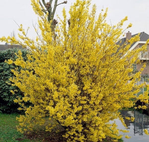 Forsythia