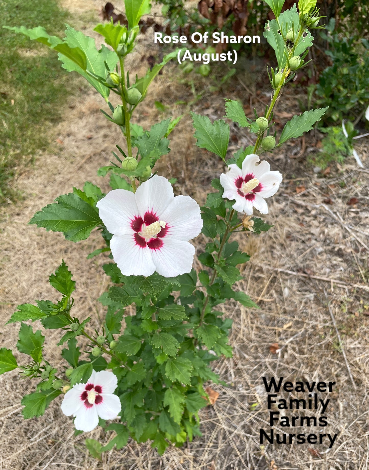 white rose of sharon