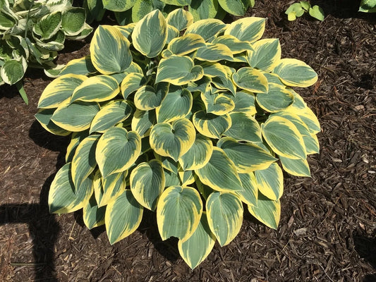 First Frost Hosta with blue-green leaves and golden edges.