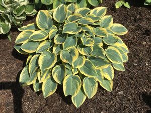 Hosta 'First Frost'