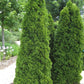 Mature Emerald Green Arborvitae in a landscaped garden, highlighting its elegant, narrow growth habit for tight spaces