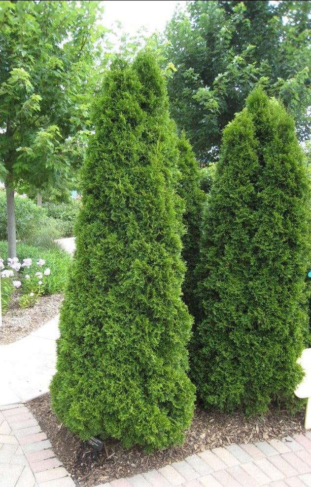 Mature Emerald Green Arborvitae in a landscaped garden, highlighting its elegant, narrow growth habit for tight spaces