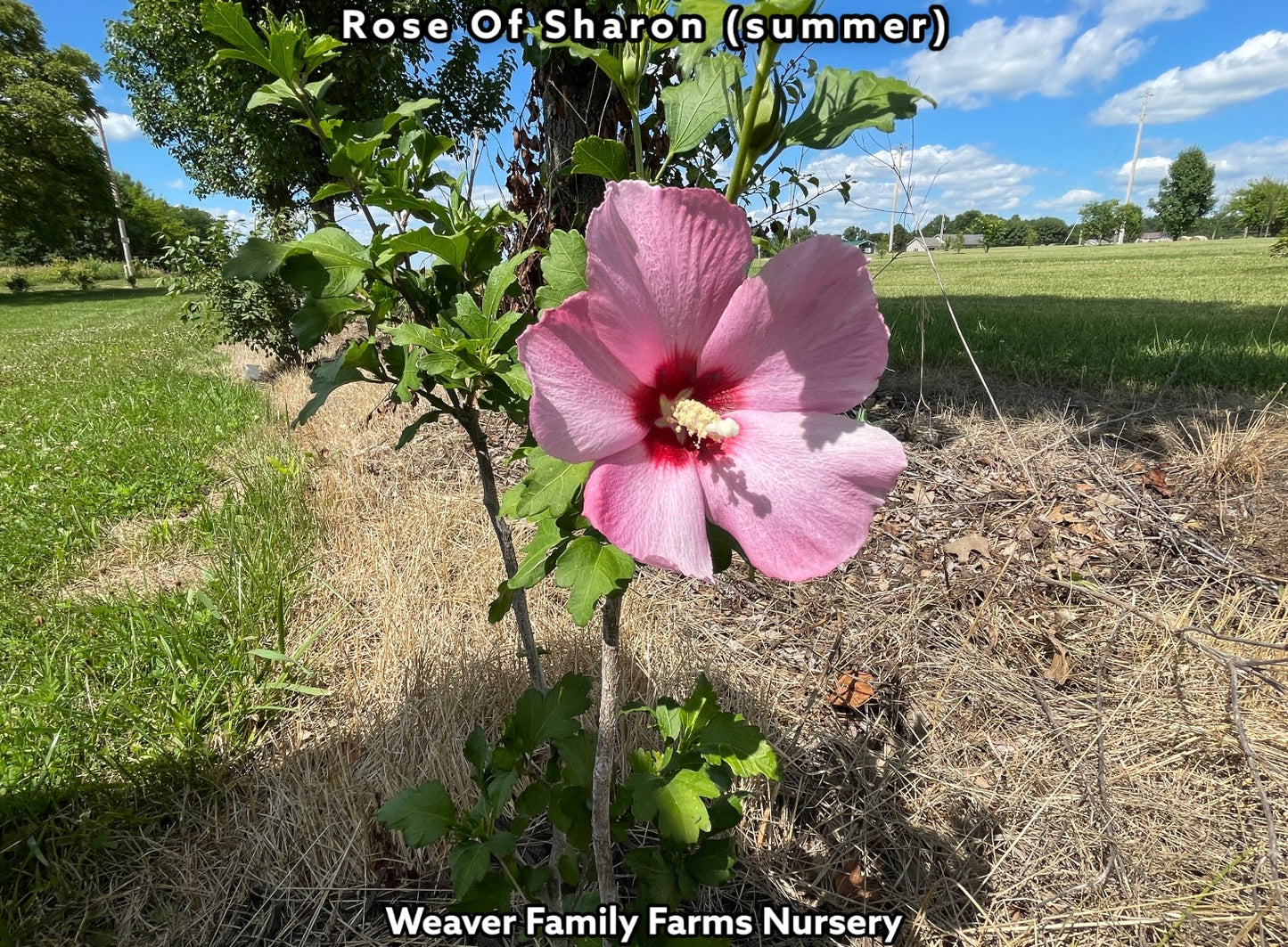 Rose Of Sharon - Weaver Family Farms Nursery