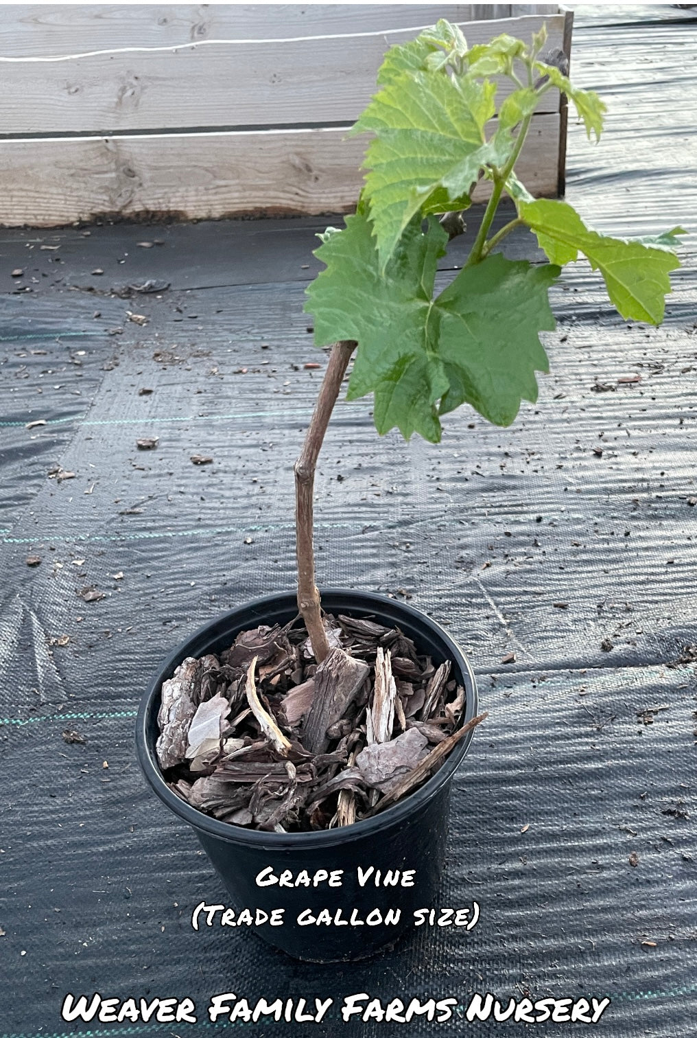 Grape Vine “Seedless Concord” - Weaver Family Farms Nursery