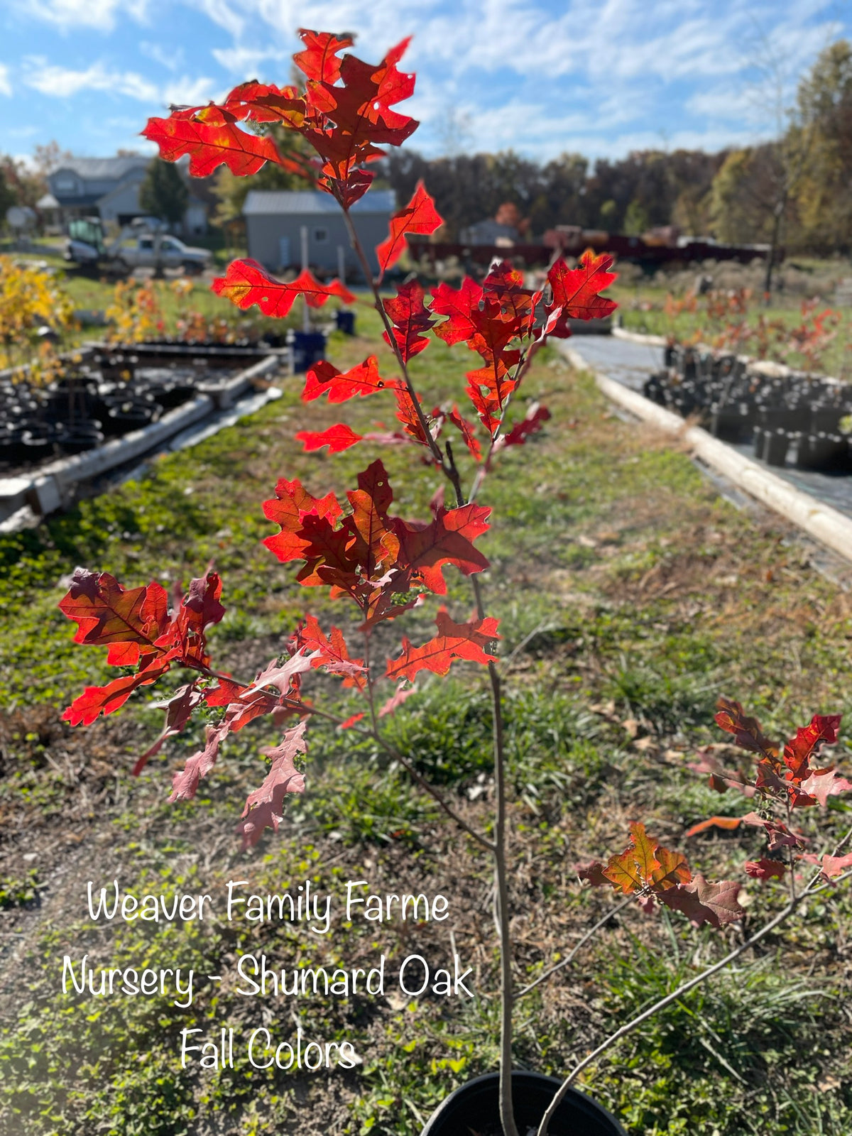 Shumard Oak Tree for Sale | Fast-Growing Red Oak Trees – Weaver Family ...