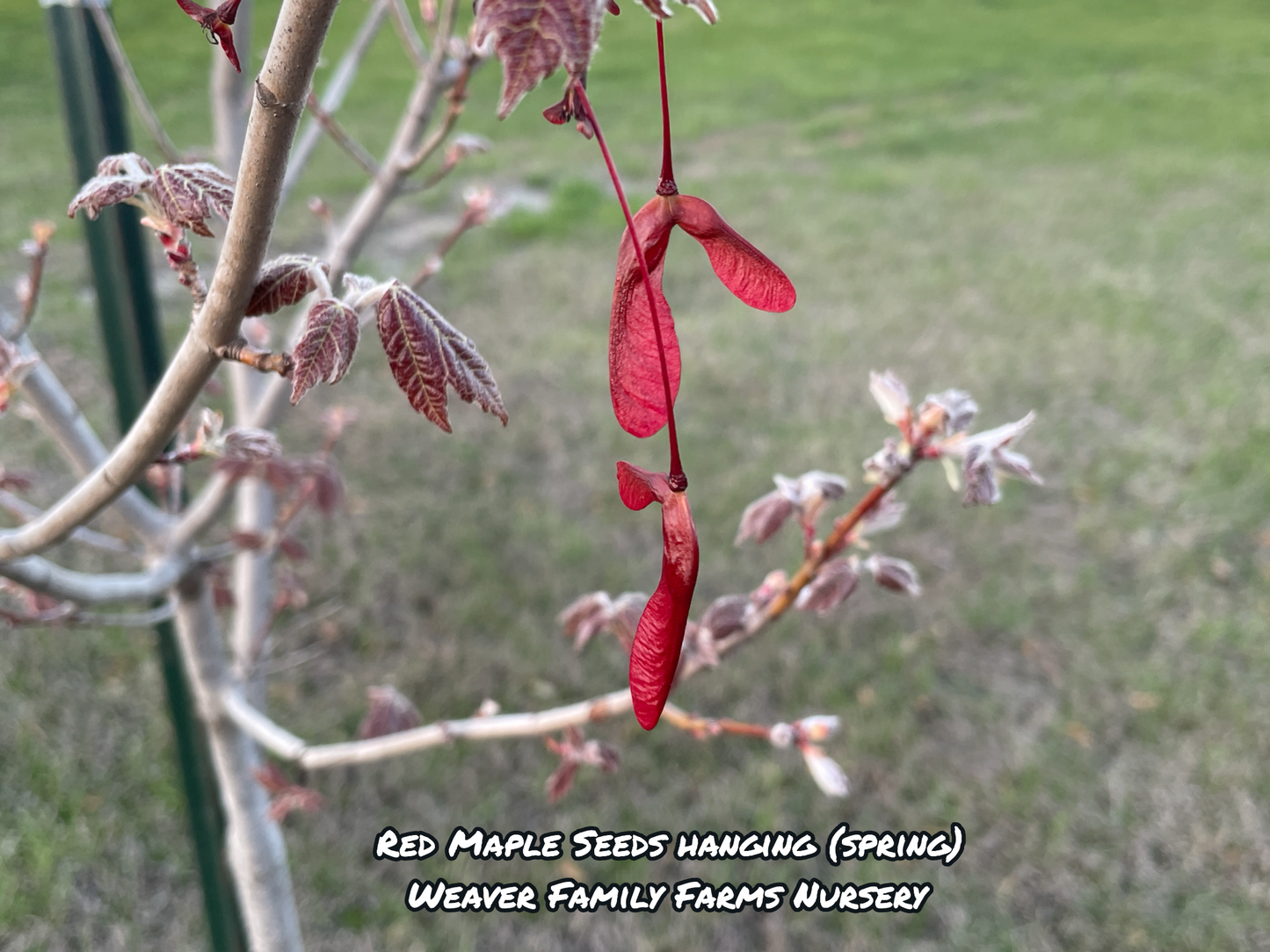 Red Maple Tree - Weaver Family Farms Nursery