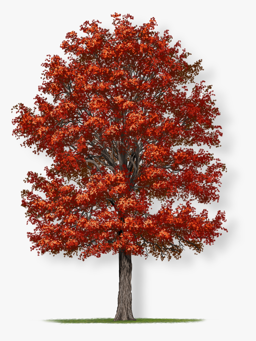 Northern Red Oak Tree For Sale | Buy "Quercus Rubra" Oak Tree Online