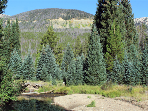 Colorado Spruce Tree For Sale | Buy Picea Pungens Live Plant Online