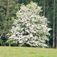 Washington Hawthorn Tree For Sale | Buy "Crataegus Phaenopyrum" Online
