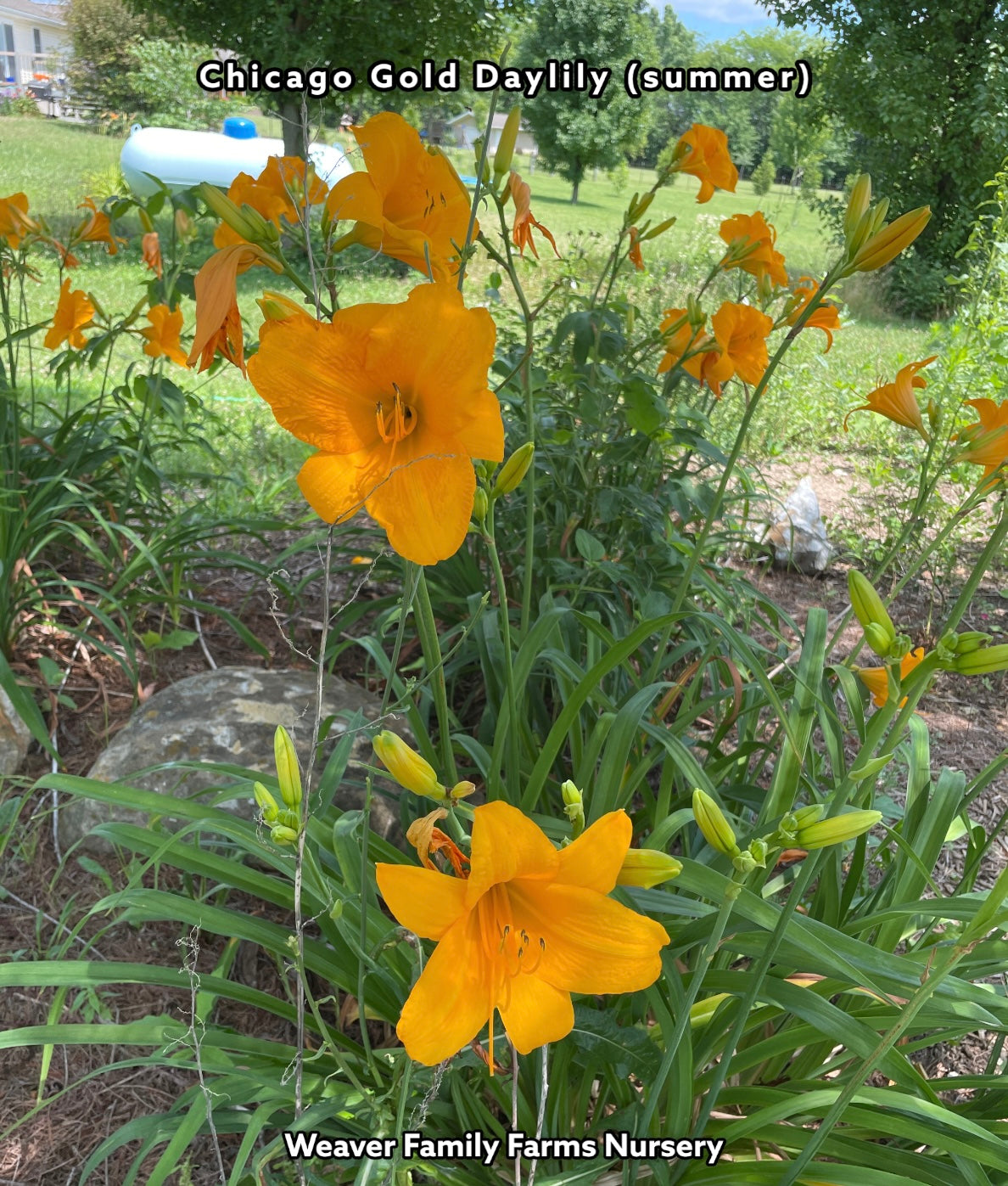 Daylily “Chicago Gold” | Long Bloom Time Day Hemerocallis Flower