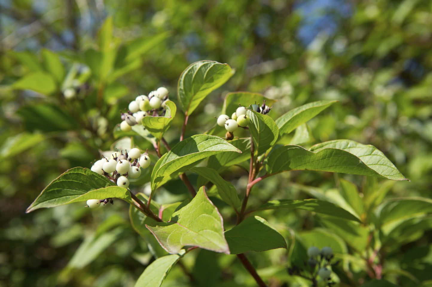  Red Twig Dogwood Plant For Sale | Buy "Red Osier Dogwood" Shrub Online