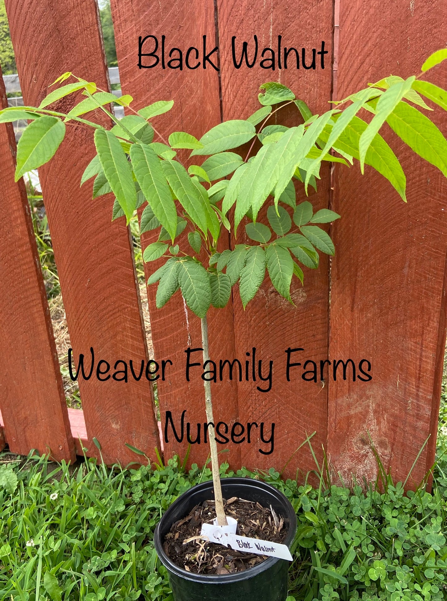 Juglans nigra tree with delicious black walnuts