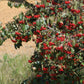 Washington Hawthorn Tree For Sale | Buy "Crataegus Phaenopyrum" Online