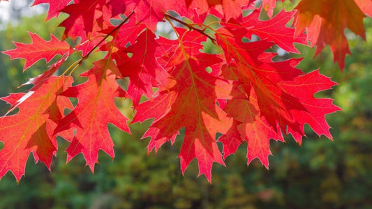 Northern Red Oak Tree for sale providing shade.
red leaves in the fall