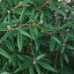 Pragense Viburnum | Buy "Viburnum × Pragense" Evergreen Shrubs Online